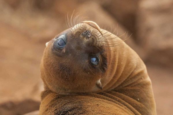 Ecuador, Galapagos NP Sea lion close-up
